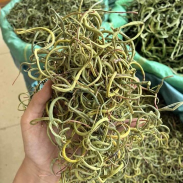 20626化石草新货颜色翠绿品质好几价格优需要的联系