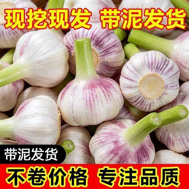 邳州中混级新鲜大蒜鲜蒜嫩蒜紫皮大蒜批发现挖新蒜蒜头湿蒜泥蒜