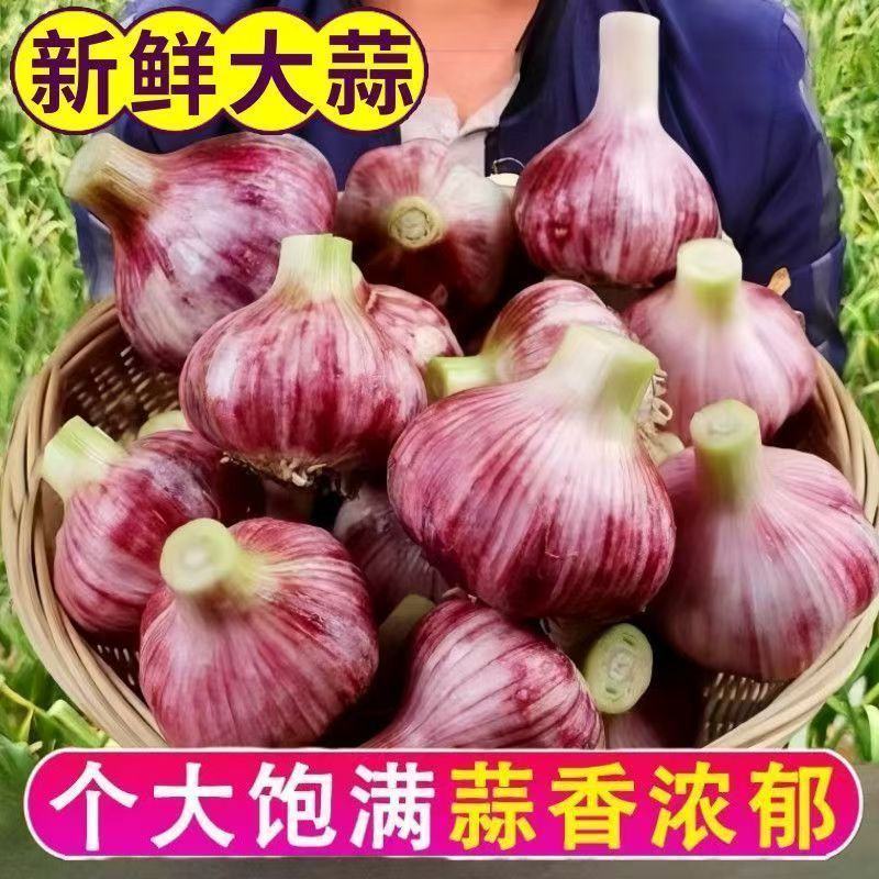 邳州中混级新鲜大蒜鲜蒜嫩蒜紫皮大蒜批发现挖新蒜蒜头湿蒜泥蒜
