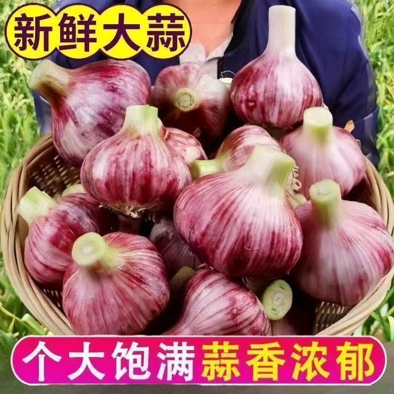 邳州中混级新鲜大蒜鲜蒜嫩蒜紫皮大蒜批发现挖新蒜蒜头湿蒜泥蒜
