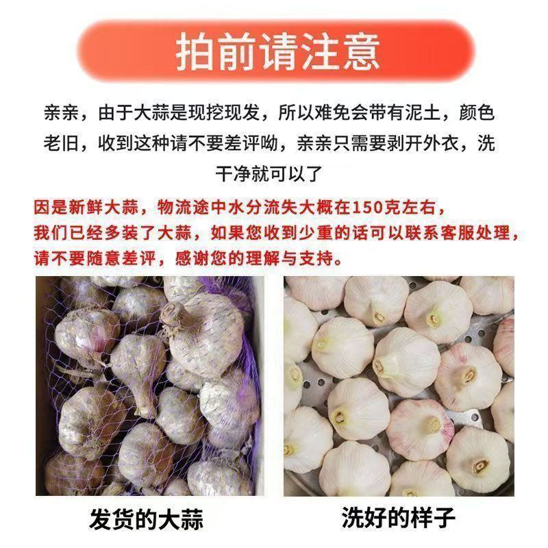 邳州中混级新鲜大蒜鲜蒜嫩蒜紫皮大蒜批发现挖新蒜蒜头湿蒜泥蒜