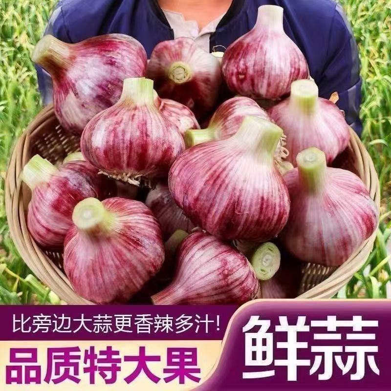 邳州中混级新鲜大蒜鲜蒜嫩蒜紫皮大蒜批发现挖新蒜蒜头湿蒜泥蒜