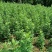 艾草，纯叶子，无梗，，干货4元一斤。鲜货0点9毛一斤