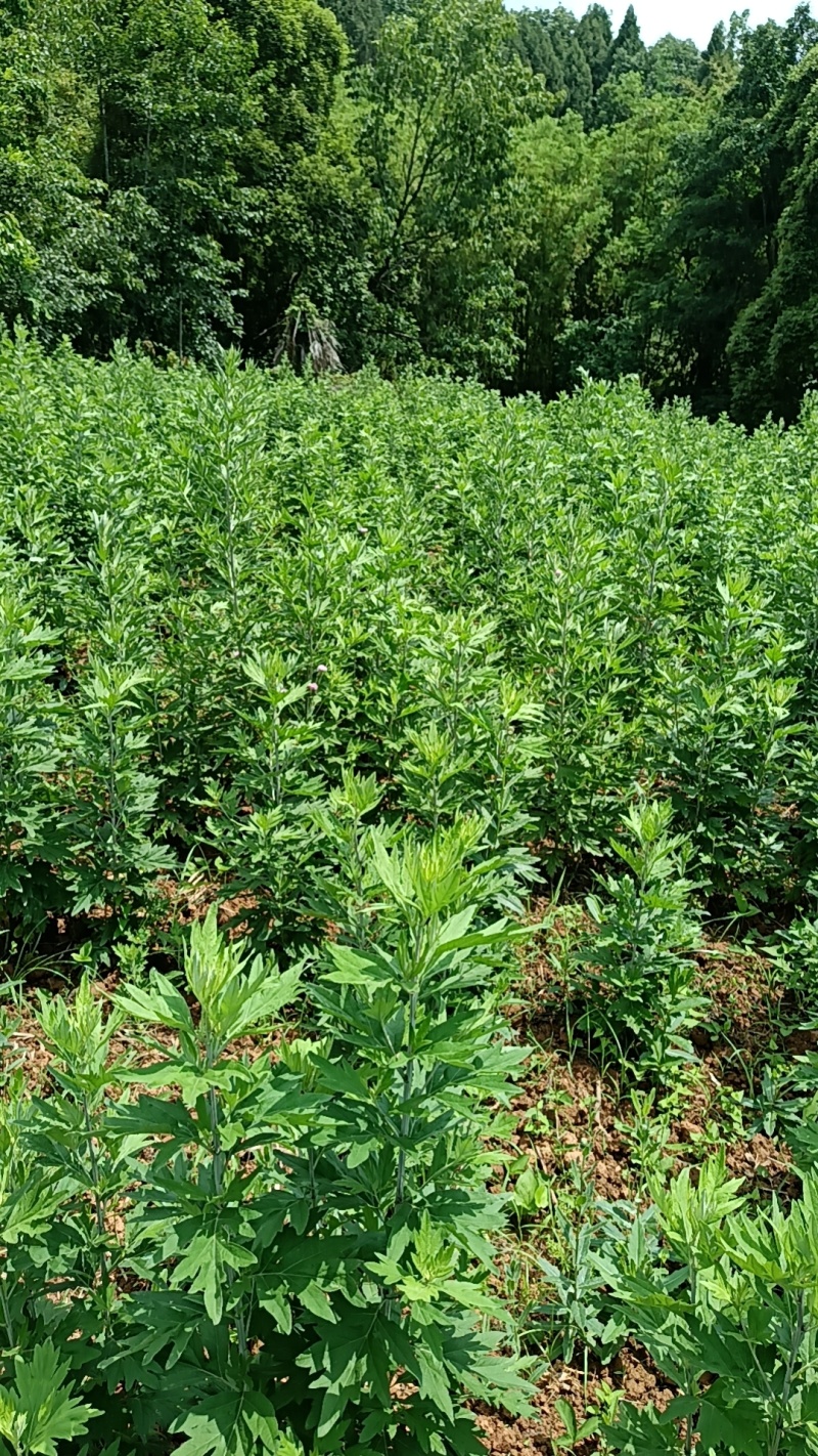 艾草，纯叶子，无梗，，干货4元一斤。鲜货0点9毛一斤