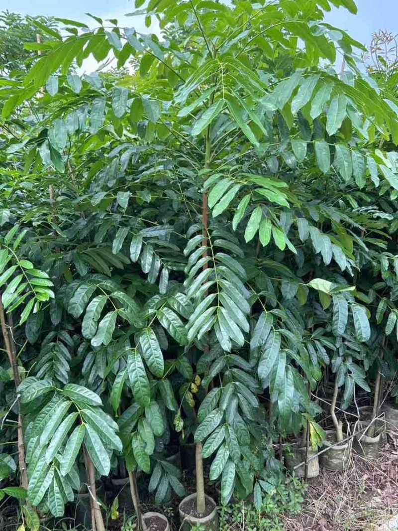 桃花心木原生苗1-5分，基地直销，一手货源，大量低价出售