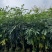 桃花心木原生苗1-5分，基地直销，一手货源，大量低价出售