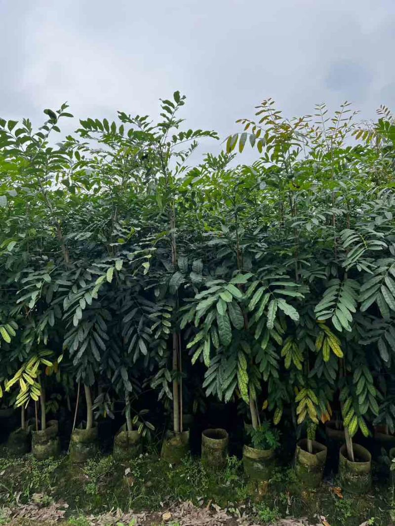 桃花心木原生苗1-5分，基地直销，一手货源，大量低价出售