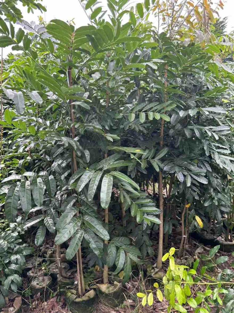 桃花心木原生苗1-5分，基地直销，一手货源，大量低价出售