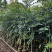 桃花心木原生苗1-5分，基地直销，一手货源，大量低价出售