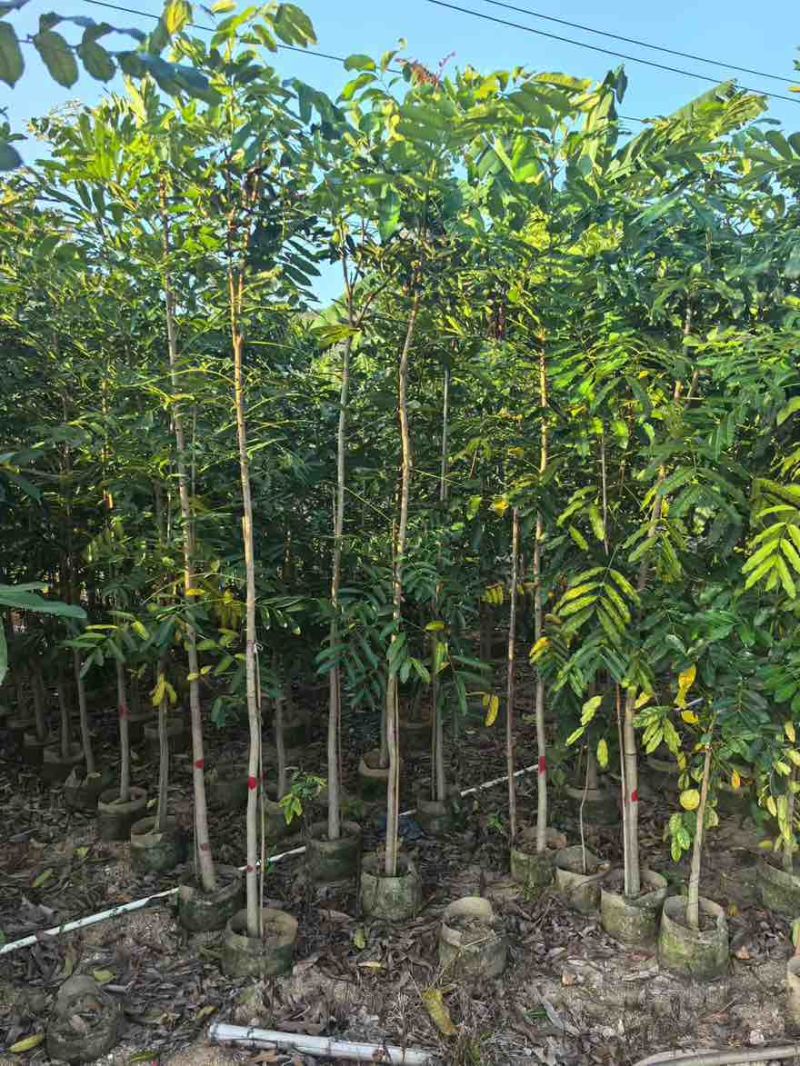 桃花心木1-5分，基地直销，一手货源，大量低价出售