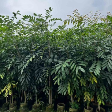 桃花心木1-5分，基地直销，一手货源，大量低价出售