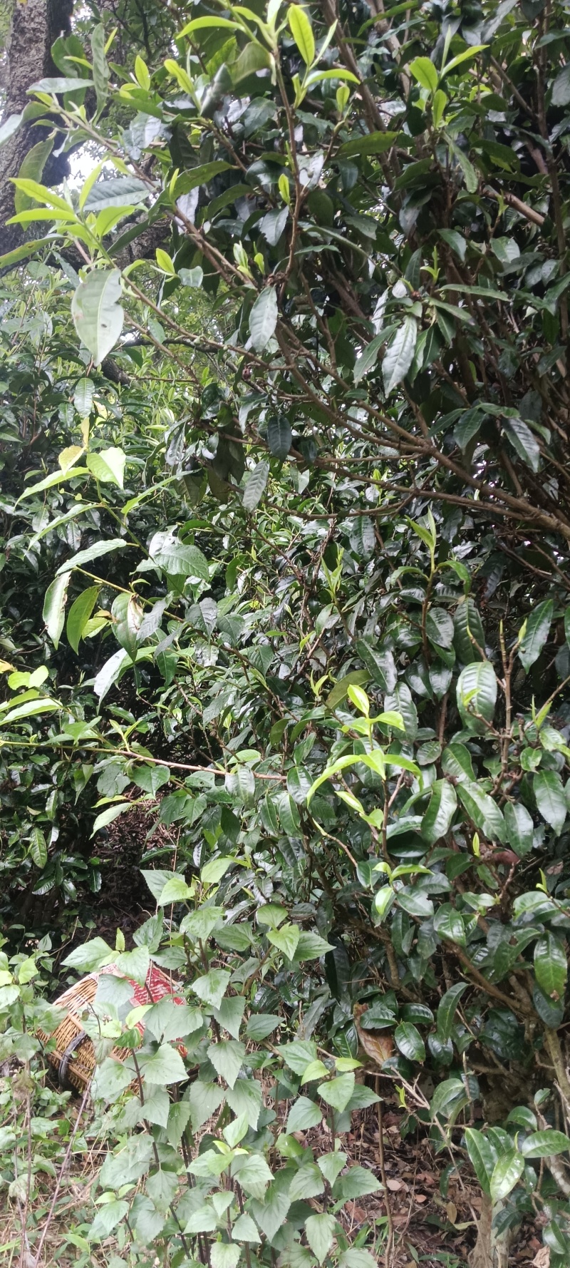 古树滇红茶