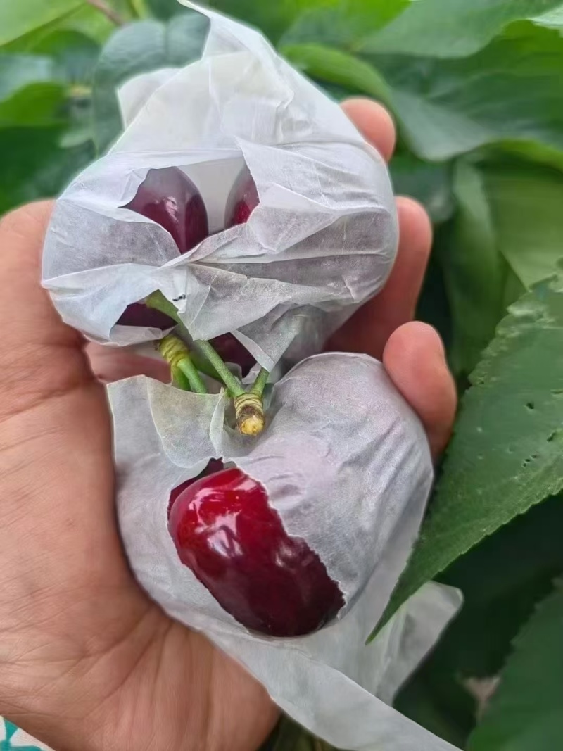 甘肃天水套袋大樱桃