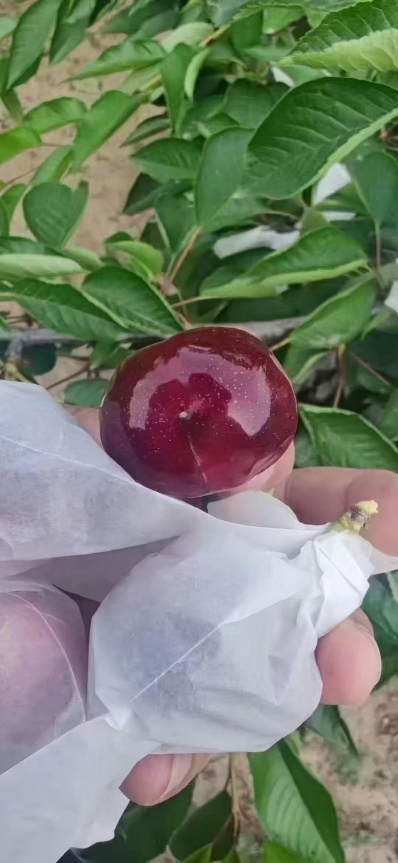 甘肃天水套袋大樱桃