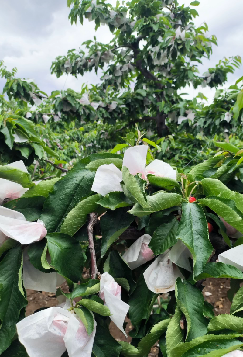甘肃天水套袋大樱桃
