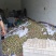 味帝李大量采摘中