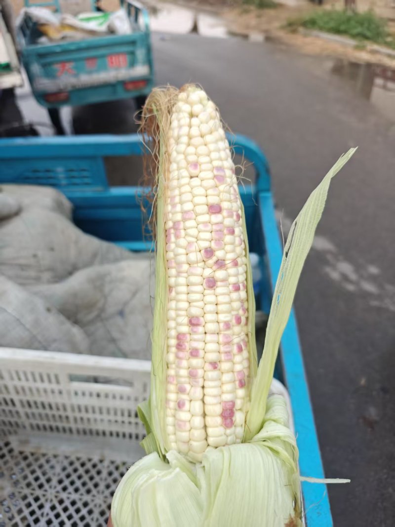 花玉米