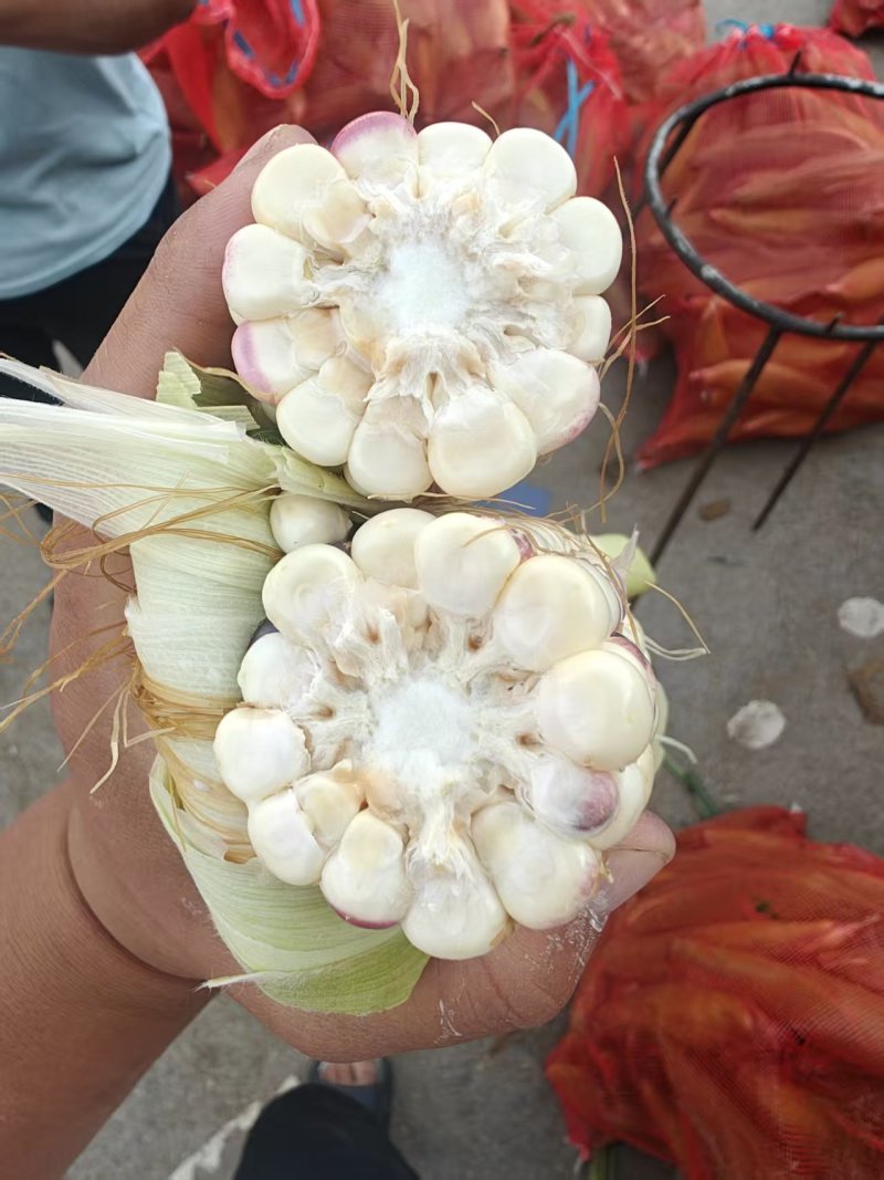 花玉米