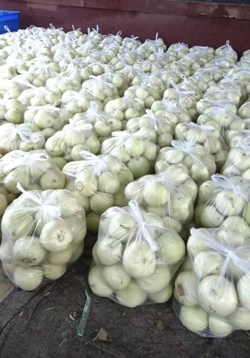 美浓甜瓜产地直供对接全国保质保量欢迎采购