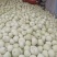 美浓甜瓜产地直供对接全国保质保量欢迎采购