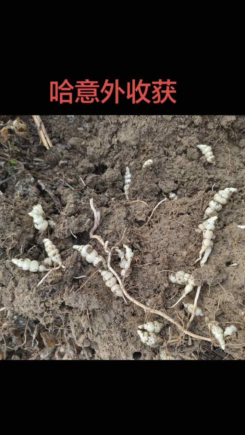 需要的老板滴滴