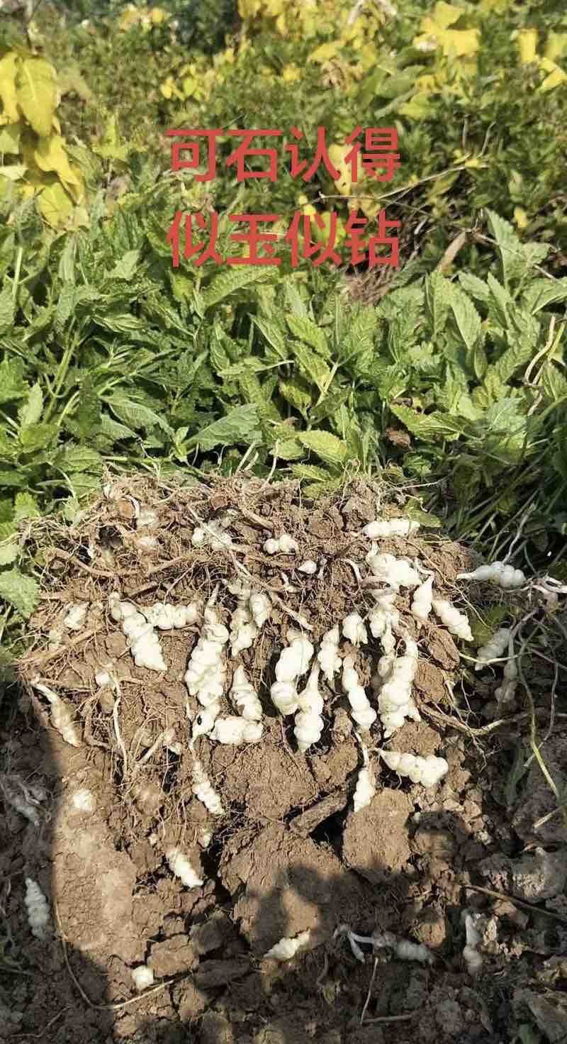 需要的老板滴滴
