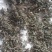 山西纯野生蒲公英干货