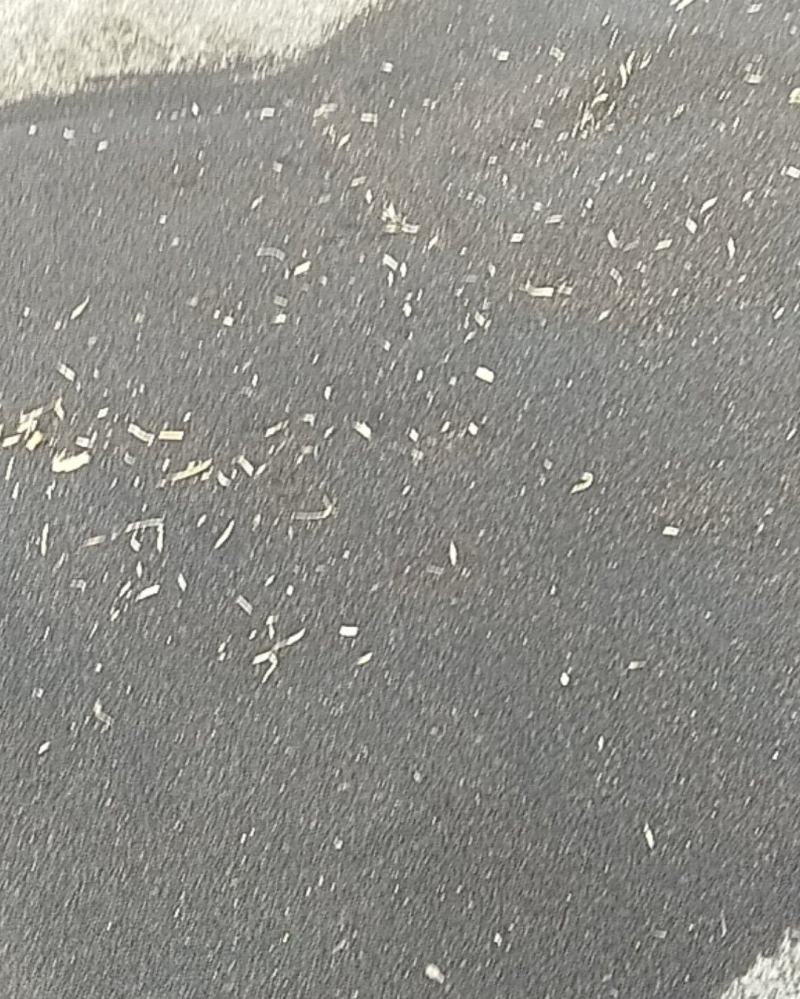 油菜仔