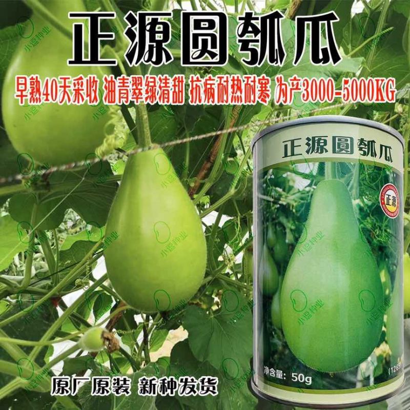 正源圆瓠瓜种子杂交一代油青翠绿瓠瓜种籽蒲瓜菜葫芦小瓠子种子