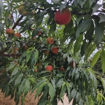 黄金蜜桃