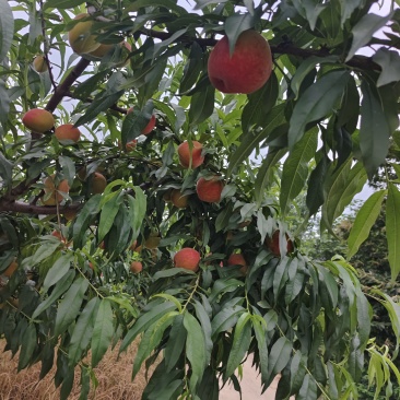黄金蜜桃