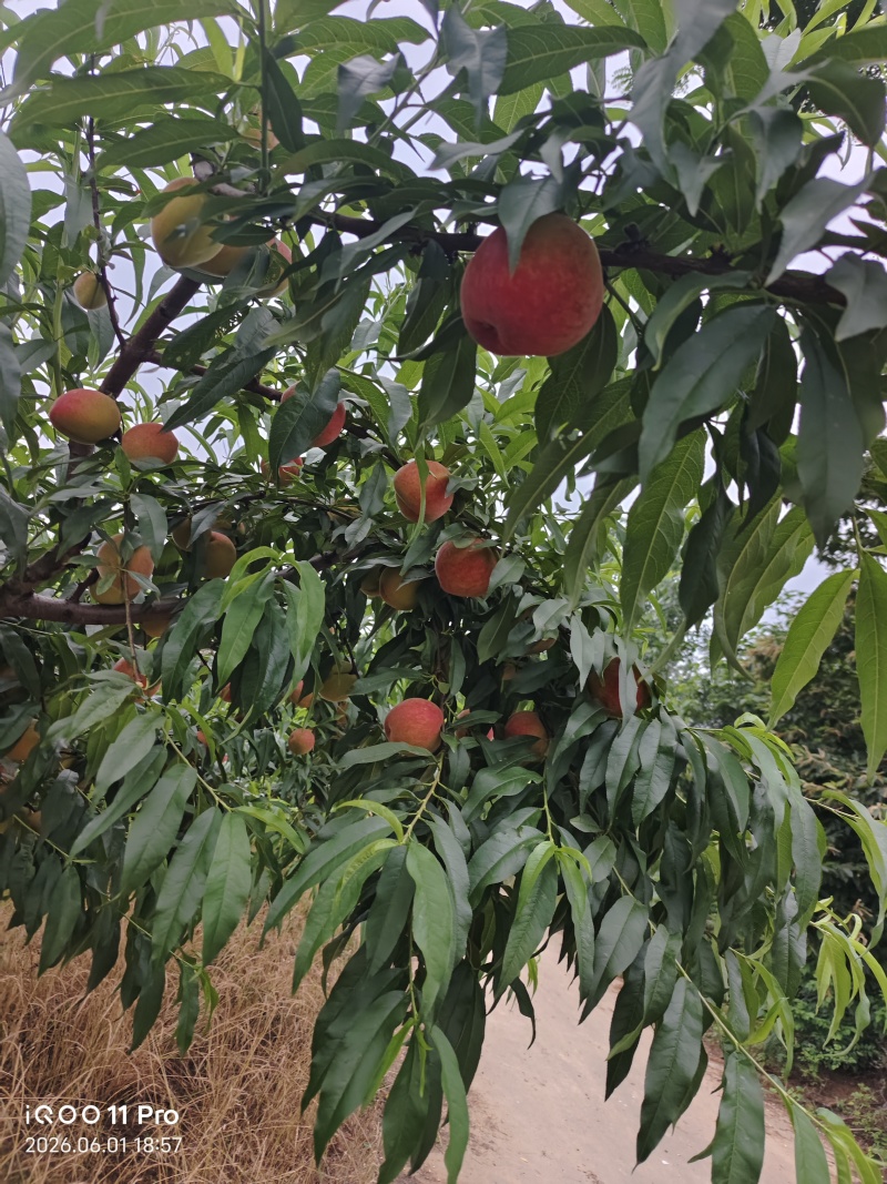 黄金蜜桃
