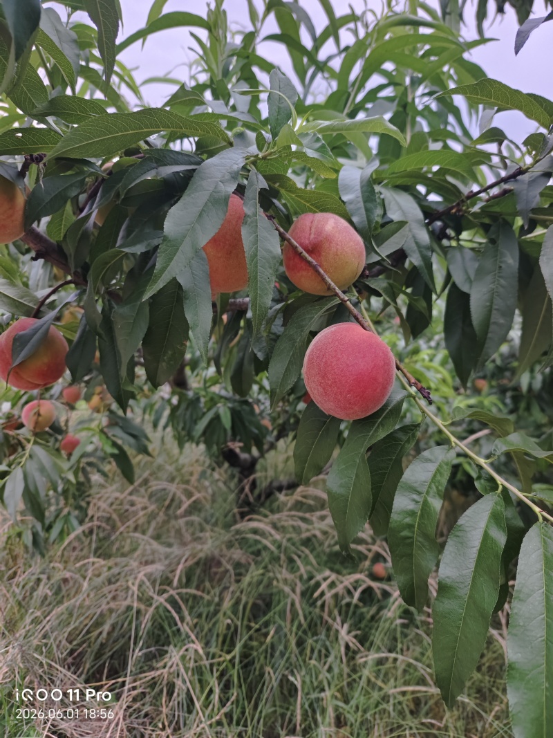 黄金蜜桃