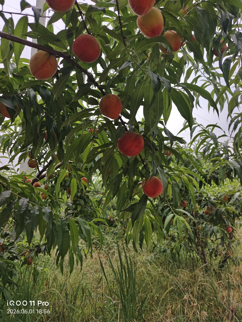 黄金蜜桃