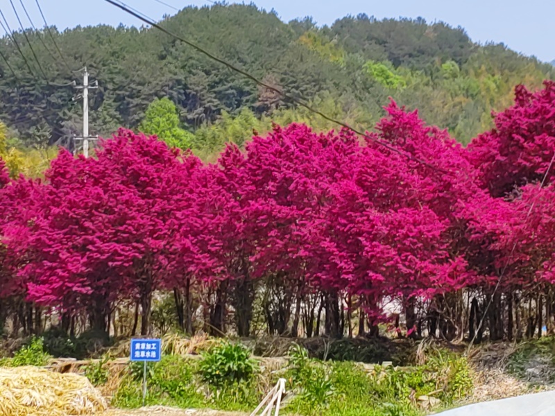 红花继木老桩