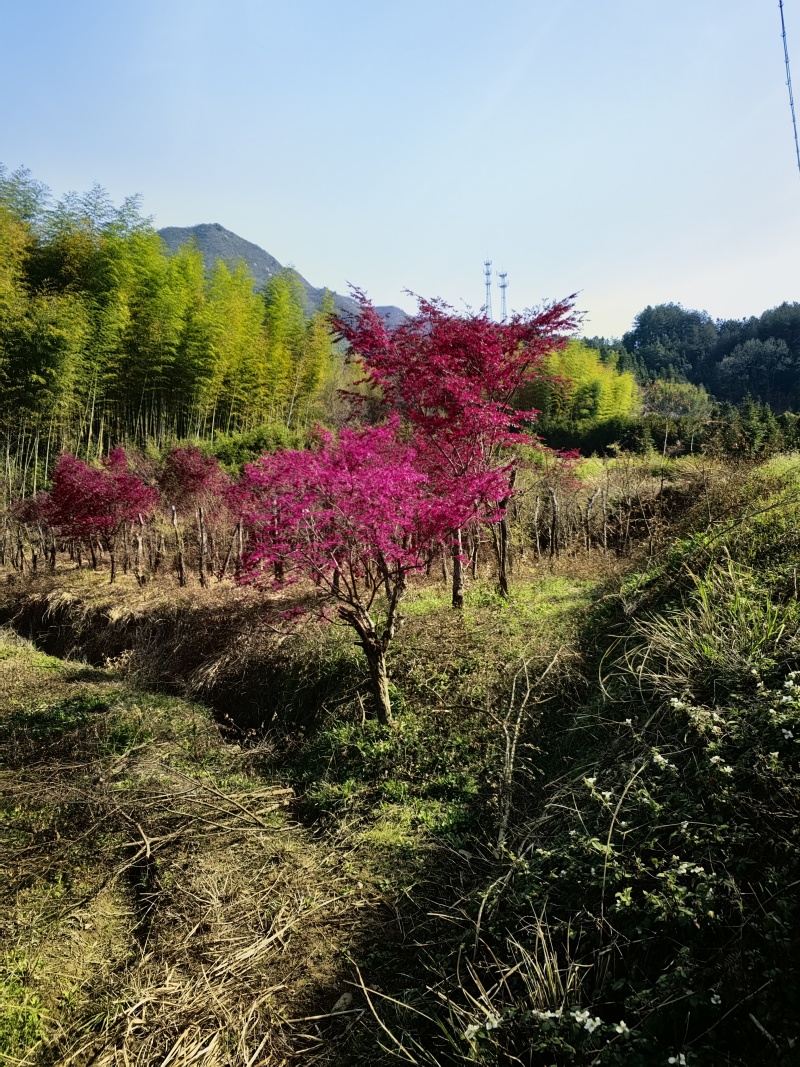 红花继木老桩