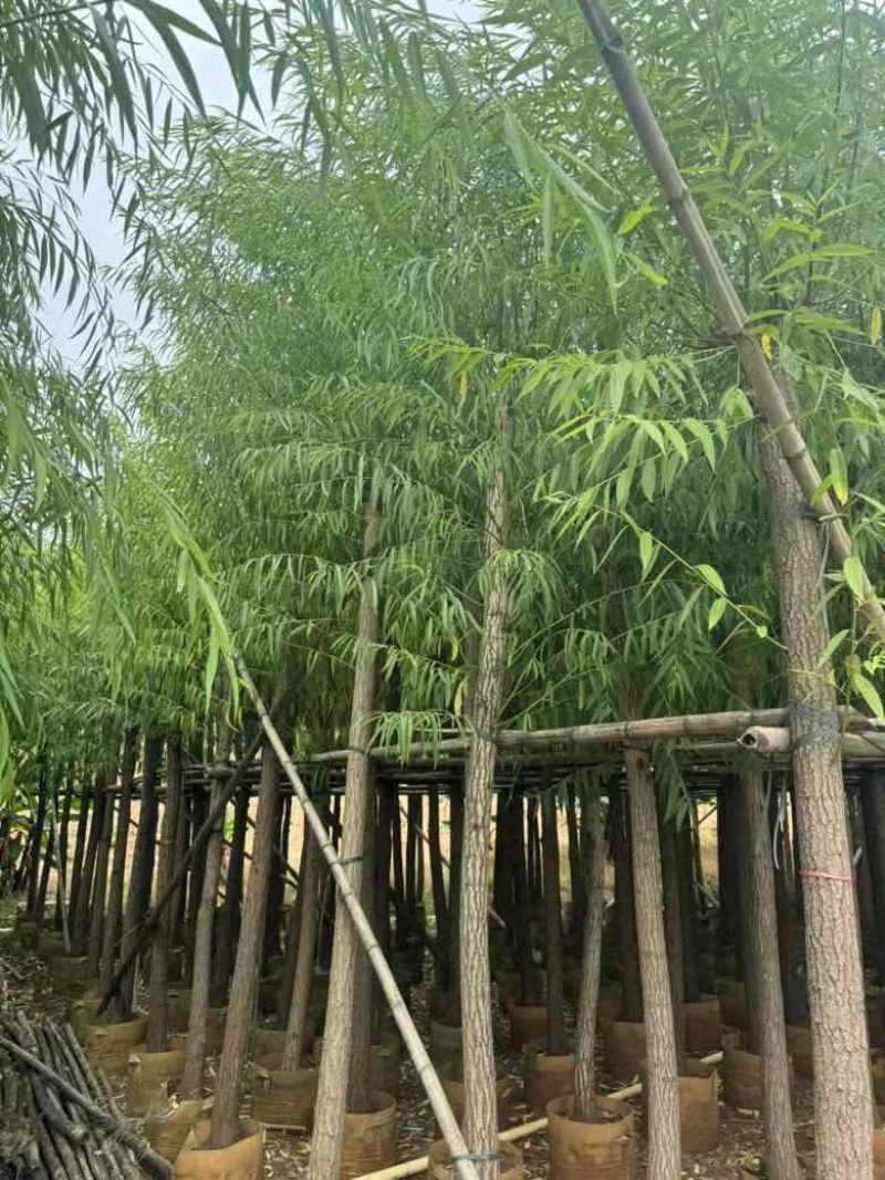 柳树3-18分，基地直销，一手货源，大量低价出售