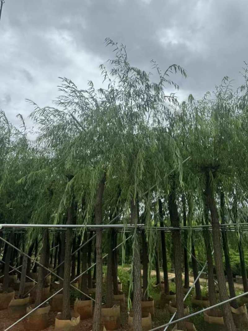 柳树3-18分，基地直销，一手货源，大量低价出售