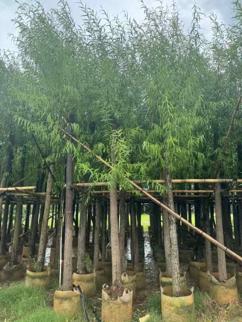 柳树3-18分，基地直销，一手货源，大量低价出售