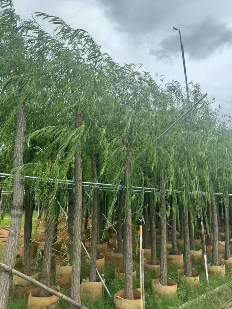 柳树3-18分，基地直销，一手货源，大量低价出售