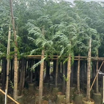 柳树3-18分，基地直销，一手货源，大量低价出售
