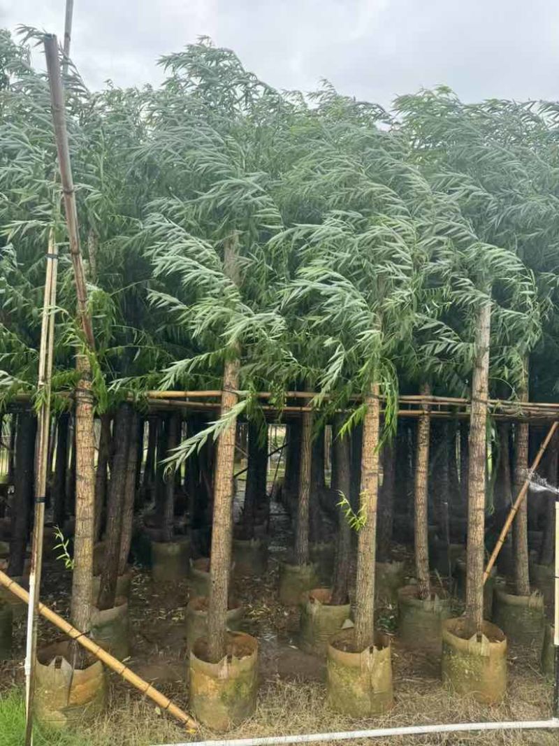 柳树3-18分，基地直销，一手货源，大量低价出售