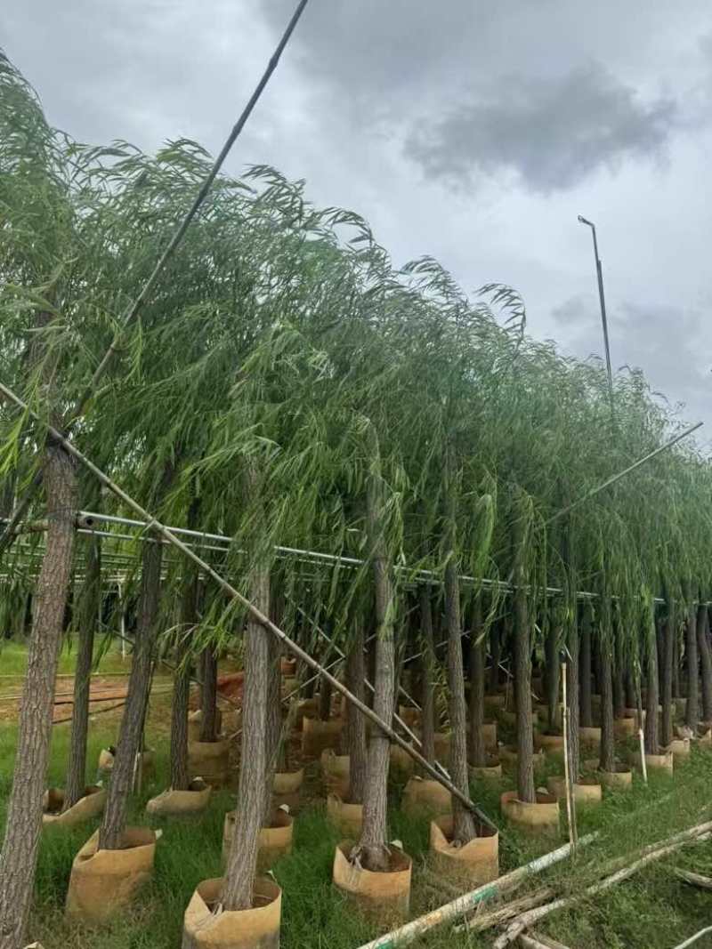 柳树3-18分，基地直销，一手货源，大量低价出售