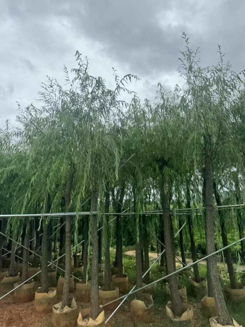 柳树3-18分，基地直销，一手货源，大量低价出售