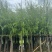 柳树3-18分，基地直销，一手货源，大量低价出售