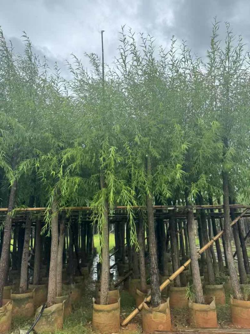 柳树3-18分，基地直销，一手货源，大量低价出售