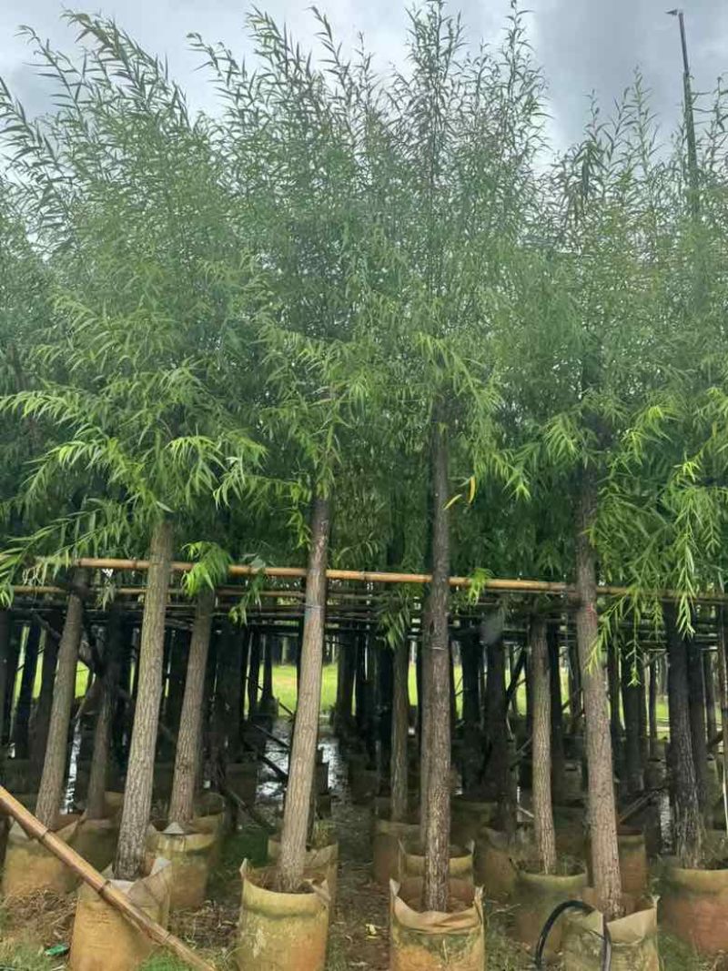 柳树3-18分，基地直销，一手货源，大量低价出售