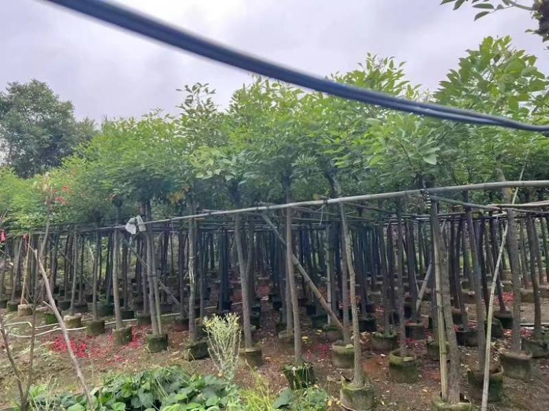 鸡冠刺桐3-15分，基地直销，一手货源，各种规格，大量出售