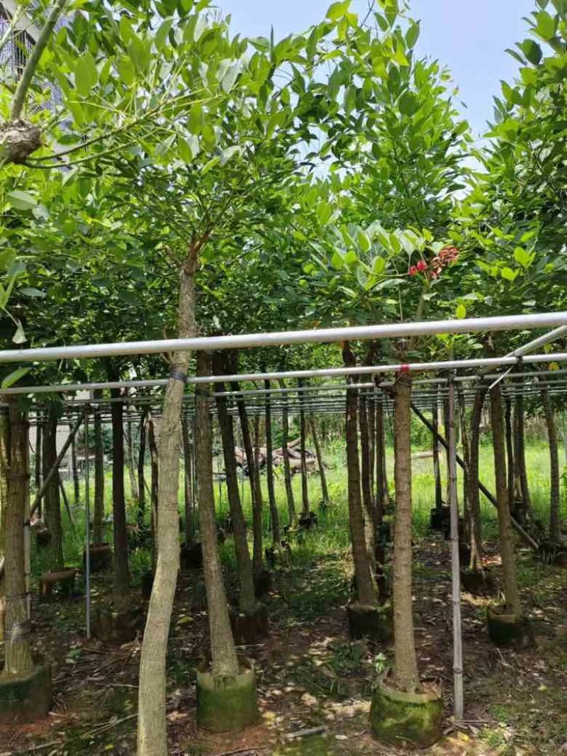 鸡冠刺桐3-15分，基地直销，一手货源，各种规格，大量出售