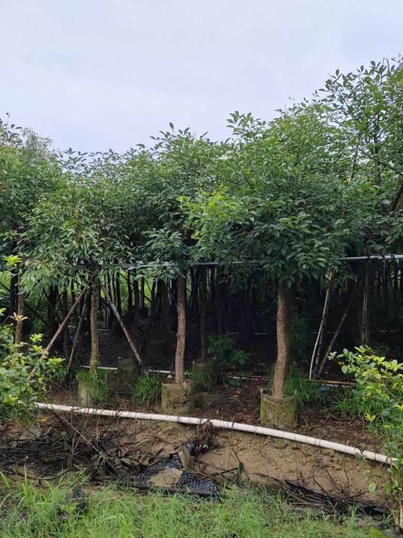 鸡冠刺桐3-15分，基地直销，一手货源，大量低价出售